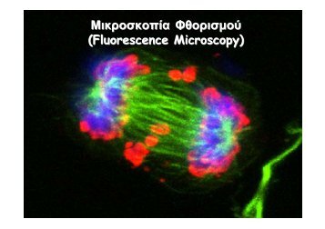 ÎÎ¹ÎºÏÎ¿ÏÎºÎ¿ÏÎ¯Î± Î¦Î¸Î¿ÏÎ¹ÏÎ¼Î¿Ï (Fluorescence Microscopy)