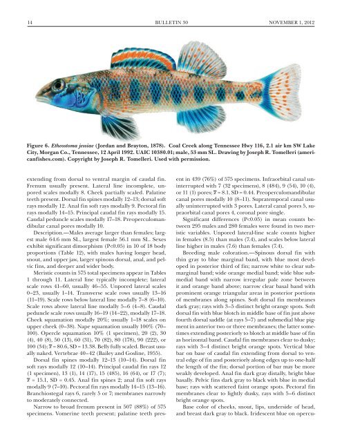 (Percidae: Etheostoma), with Descriptions of Five New Species