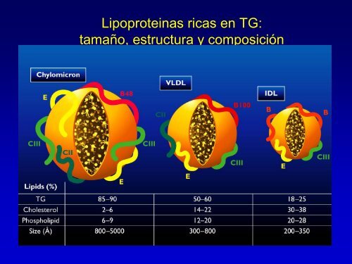 Metabolismo de Lipoproteinas y Colesterol