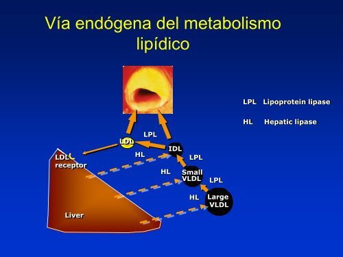 Metabolismo de Lipoproteinas y Colesterol