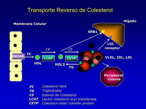 Metabolismo de Lipoproteinas y Colesterol