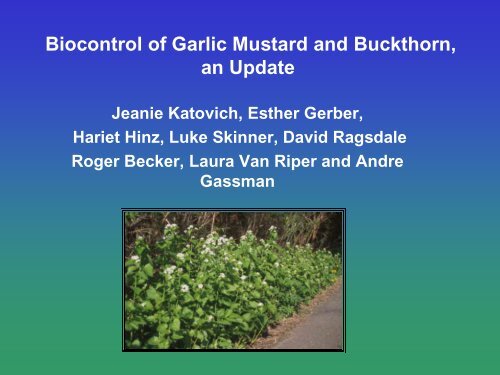 Biological Control of Garlic Mustard