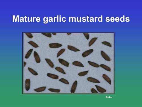 Biological Control of Garlic Mustard