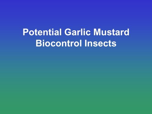 Biological Control of Garlic Mustard