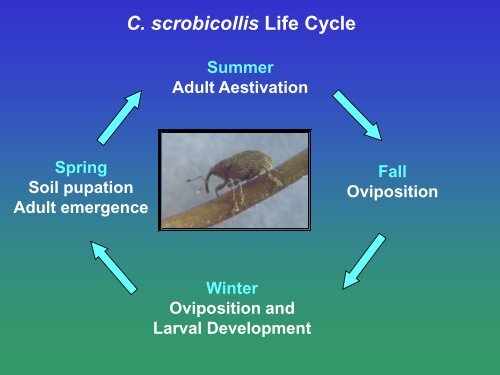 Biological Control of Garlic Mustard