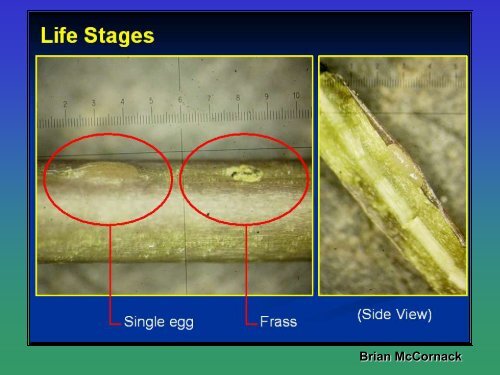 Biological Control of Garlic Mustard