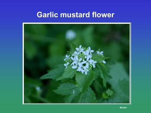 Biological Control of Garlic Mustard