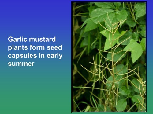 Biological Control of Garlic Mustard