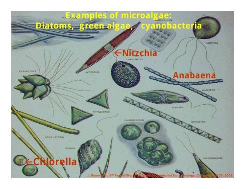 OPEN PONDS AND CLOSED PHOTOBIOREACTORS ... - planktoleum