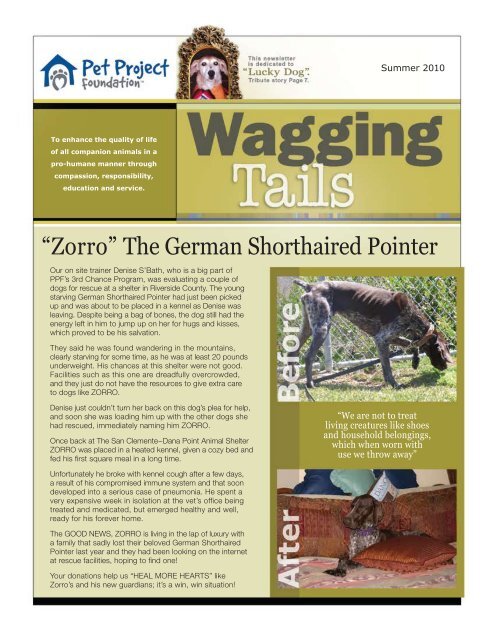 Zorro The German Shorthaired Pointer Pet Project Foundation