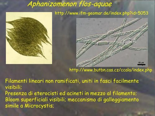 Ecologia dei principali cianobatteri tossici (Manganelli) - Istituto ...