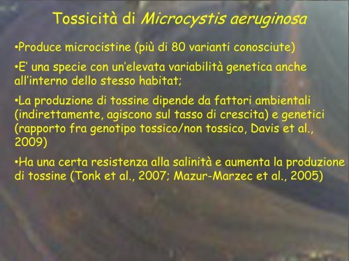 Ecologia dei principali cianobatteri tossici (Manganelli) - Istituto ...