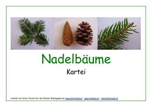 hafen im alten phÃ¶nizien Mammutbaum Nadelbaum Oder Laubbaum