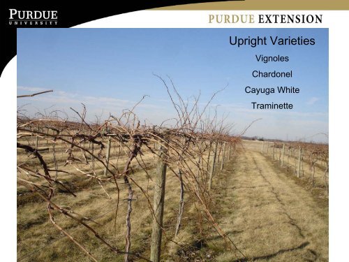 Vineyard Management for Improved Fruit and Wine Quality