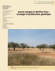 Acacia senegal au Burkina Faso - Bois et forêts des tropiques