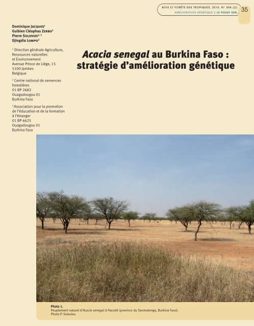 Acacia senegal au Burkina Faso - Bois et forêts des tropiques
