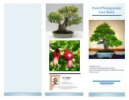 Dwarf Pomegranate Care Sheet