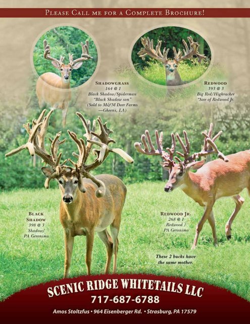 RWJ Whitetails - Whitetail Deer Farmer