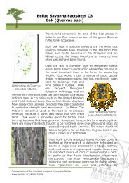 Belize Savanna Factsheet C3 Oak (Quercus spp.)