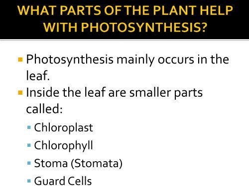 Photosynthesis Vocabulary PPt