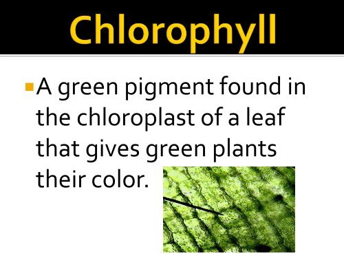 Photosynthesis Vocabulary PPt