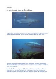 Le grand requin blanc ou Grand Blanc - Canalblog