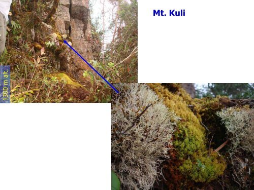 The mosses of Mount Kuli & surrounding areas - Akademi Sains ...