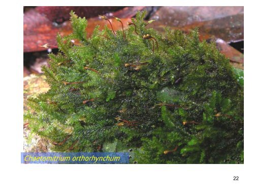 The mosses of Mount Kuli & surrounding areas - Akademi Sains ...