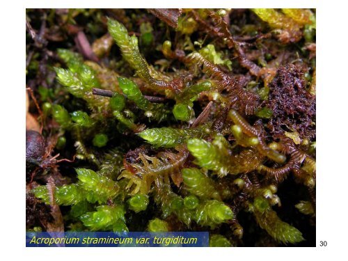 The mosses of Mount Kuli & surrounding areas - Akademi Sains ...