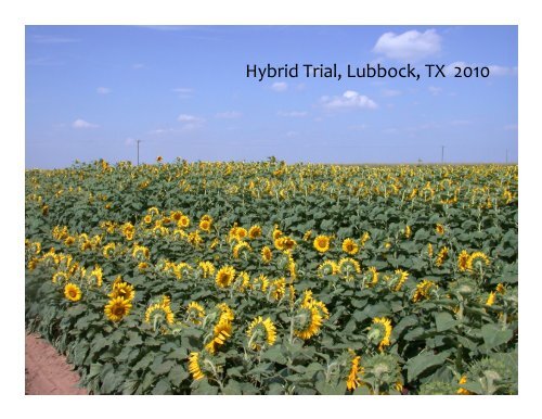 Height, Yield and Oil Content of Short-Stature Sunflower (Helianthus ...