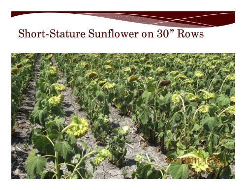 Height, Yield and Oil Content of Short-Stature Sunflower (Helianthus ...