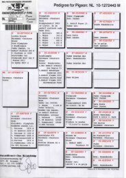 Pedigree for Pigeon: NL 10-1272443 M - Hamilton Racing Pigeons