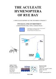 Aculeate Hymenoptera of Rye Bay - Wild Rye