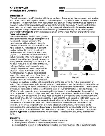 ap biology osmosis diffusion essay