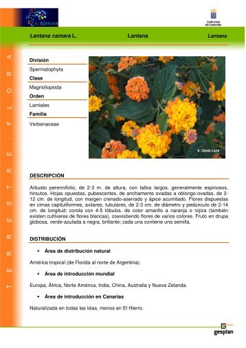 Lantana camara L. Lantana - Interreg Bionatura