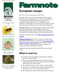 Farmnote 8/98 : European wasps