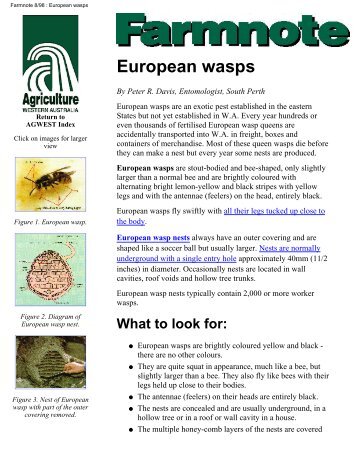 Farmnote 8/98 : European wasps