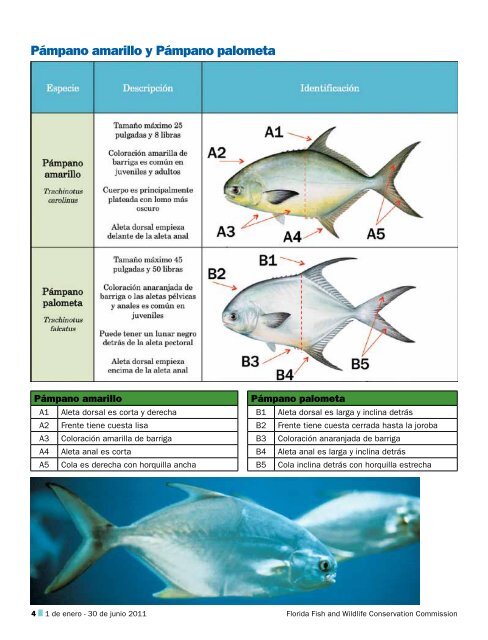 Requisitos Para la Pesca Recreativa de Cangrejo Azul....18