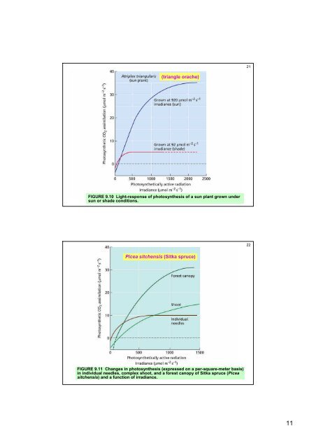 Photosynthesis: Physiological and Ecological Considerations