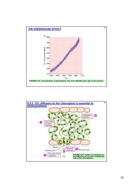 Photosynthesis: Physiological and Ecological Considerations