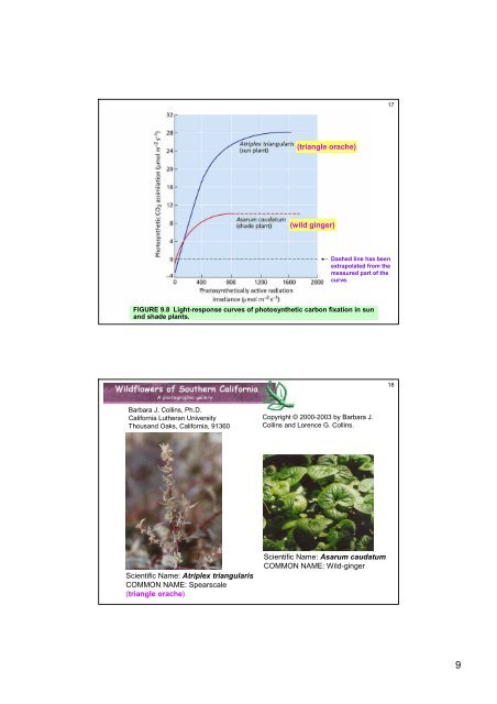 Photosynthesis: Physiological and Ecological Considerations