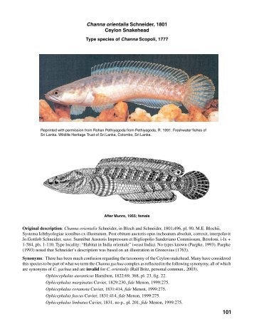 Type species of Channa Scopoli, 1777