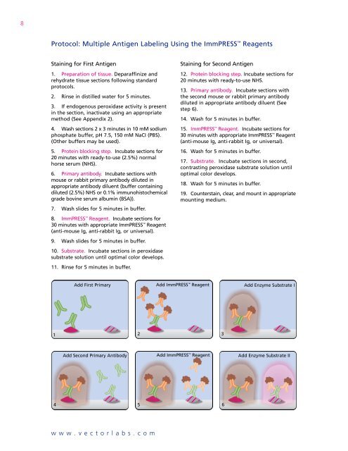 Multiple Antigen Labeling - Vector Laboratories