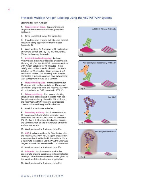 Multiple Antigen Labeling - Vector Laboratories