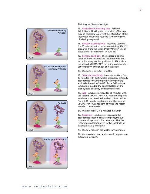 Multiple Antigen Labeling - Vector Laboratories