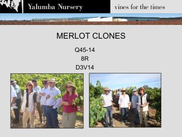 MERLOT CLONES - Yalumba Nursery