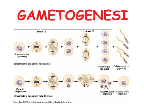 Quanti Diversi Assortimenti Cromosomici Possono Trovarsi Nei Gameti GAMETOGENESI