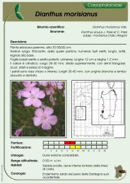 Dianthus morisianus - ondeweb.net