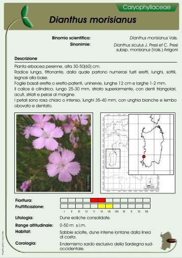 Dianthus morisianus - ondeweb.net