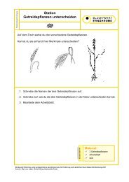 Station Getreidepflanzen unterscheiden - Infodienst - Landwirtschaft ...